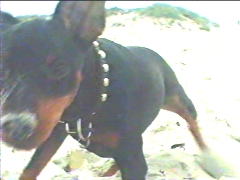 little dog at the beach